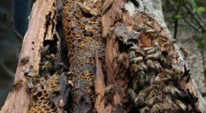 The Buzzing of Bees Means Biodiversity – Slow Food International