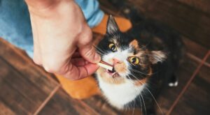 10 homemade cat treats your kitty will love