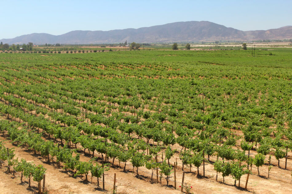 The Best Wineries in Valle de Guadalupe