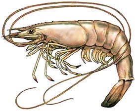 What Italian Cooking Can Do for Shrimp! | Shrimp art, Shrimp, Royal red shrimp
