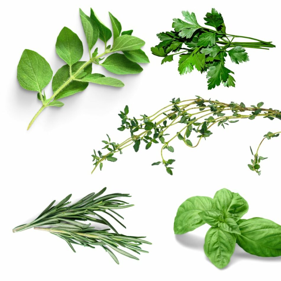 Five Essential Italian Herbs for Your Kitchen: Elevating Your Culinary Experience
