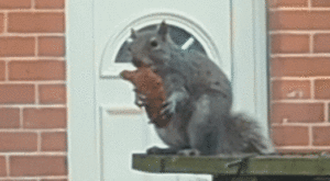 Squirrel Spotted Munching on Leftover Chicken Tender – Yahoo Canada Shine On