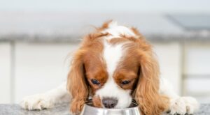 Dog Food Toppers and Mixers Encourage Rotational Feeding … – PetProductNews.com