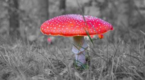 Stay Away from These Dangerous & Poisonous Missouri Mushrooms