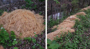 A New Jersey Mystery: Who Dumped Hundreds of Pounds of Pasta, and Why?