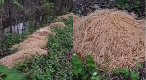 500 Pounds of Pasta Mysteriously Dumped in the Woods—But That’s Not Even The Craziest Part