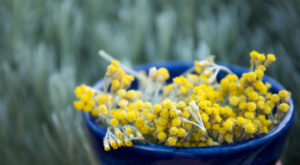 Growing Helichrysum for Your Aromatic Apothecary – Mother Earth … – Mother Earth News