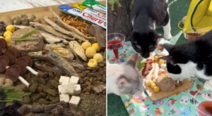 Cats Enjoy ‘Cat-uterie’ Board in Alfresco Dining Experience – Newsweek