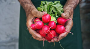 14 Radish Varieties You Should Keep On Your Radar – Daily Meal