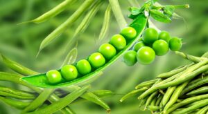 14 Types Of Green Beans You Should Get Familiar With – Daily Meal