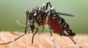 A researcher had trouble getting mosquitoes to bite him after eating lots of garlic. Here are the factors that keep these insects away.