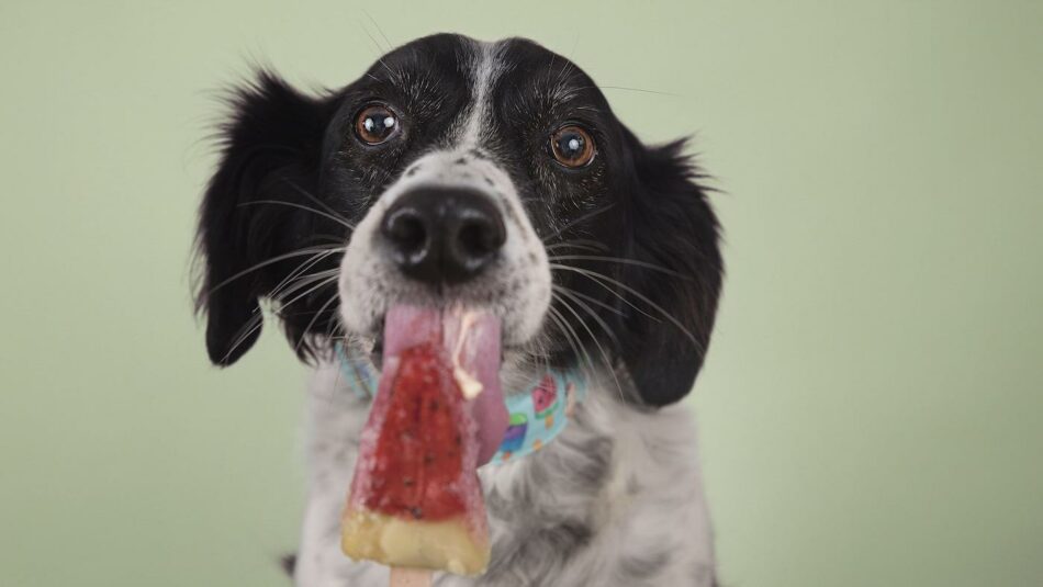 Can dogs eat ice cream? Recipes, ideas and kits | Horse & Hound
