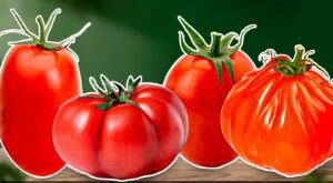 11 Italian Tomato Varieties To Get To Know – The Daily Meal