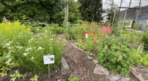 Member Highlight: Vancouver Urban Food Forest Foundation, Hastings Sunrise Community Food Network – Vancouver Neighbourhood Food Networks