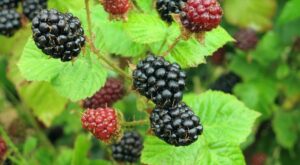 Blackberry guide: where to find, how to cook and recipe ideas – BBC Countryfile Magazine