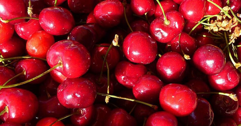 You’ll want to try these award-winning cherry recipes
