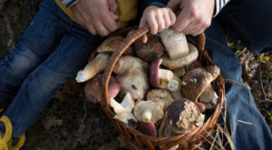 17 Types Of Mushrooms And How To Best Cook Them – Tasting Table
