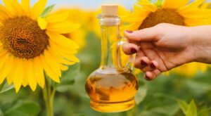 Sunflower Oil Substitute: 12 Sunflower Oil Alternatives