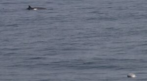 Rare Beaked Whale Sighting Off Cape May Comes With Warning