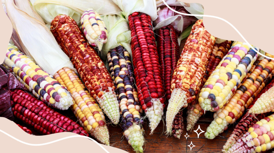 is-corn-gluten-free?-health-benefits-of-corn-in-[au]-2023