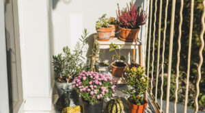 I Grew My Own Beauty Garden for DIY Treatments—Here’s How You Can, Too – Well+Good