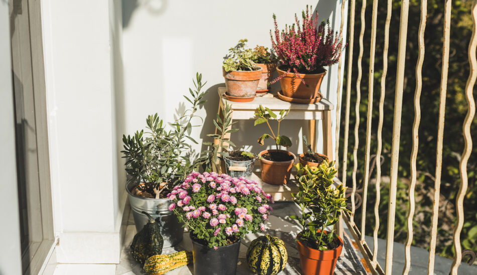 I Grew My Own Beauty Garden for DIY Treatments—Here’s How You Can, Too – Well+Good
