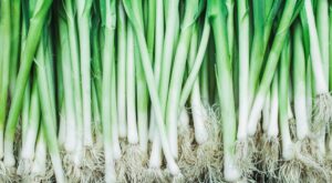 Let’s Settle The Scallions Vs. Green Onions Debate Once and for All – Yahoo Life