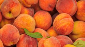 Are We Watching The Extinction Of Georgia Peaches Unfold? – Yahoo News Canada