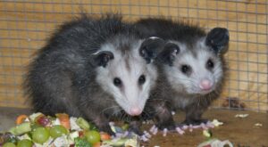 Build your own charcuterie board for local opossums and other critters this weekend! – 614NOW