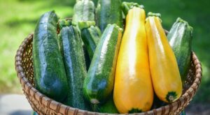 How to Freeze Summer Squash So You Can Enjoy It Longer