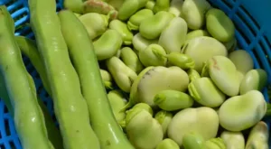 Sem Phali: The Nutrient Rich Lima Beans and How To Cook It