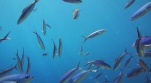 A Large Group of Fish Swim in the Red Sea | Fish swimming, Red sea, Fish