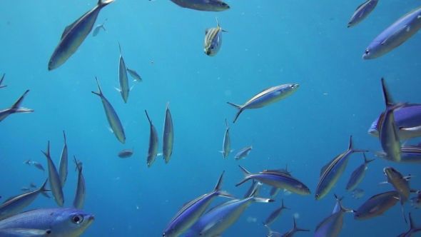 A Large Group of Fish Swim in the Red Sea | Fish swimming, Red sea, Fish