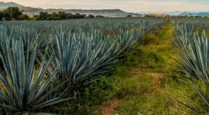 What Is Blue Agave? And How Do You Use It? (Plus, Vegan Recipe Ideas!)