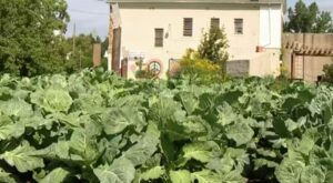 Collard Green Cook-Off event aims to improve access to fresh foods in Detroit
