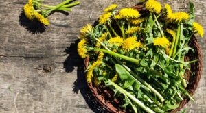 Can You Eat Dandelions? Everything You Need to Know