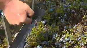 Wild blueberries being raked by hand at Wyman’s is THE most-satisfying thing you can watch! 💙 And Maine’s harvest is in season right now! #FoodNetworkFinds | Food Network | Food Network · Original audio