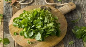 Uncover the Health Benefits of Watercress: A Nutrient-Rich Powerhouse