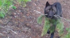 Yellowstone National Park wolves observed bringing ‘toys’ to pups