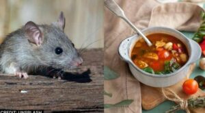 US man sues restaurant for serving bowl of soup that contained a rat’s foot