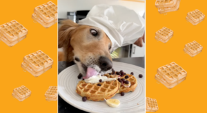 How to Make Dog-Friendly Waffles – Outside