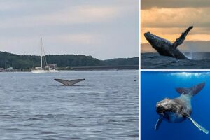 Amazing Sight: A Young Humpback Whale Has Been Spotted in … – wcyy.com