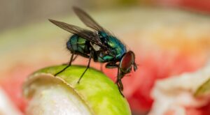 Get Rid Of Pesky Flies With This Beyond Helpful TikTok Pine-Sol Hack – House Digest