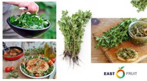 Purslane – exotic weed, Superfood, or a new income niche in … – EastFruit