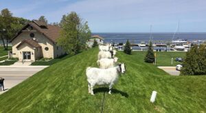 Wisconsin’s ‘Most Interesting’ Restaurant Has Goats on Its Roof