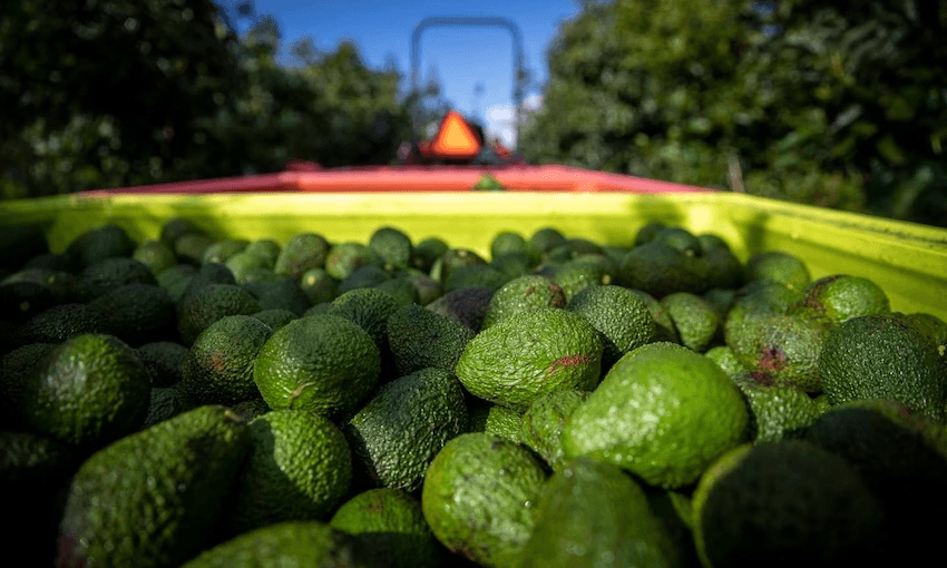 Avocado consumption has doubled. So why does the industry want us to eat even more?