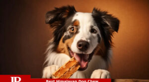 10 Best Himalayan Dog Chews for 2023