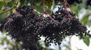 Health Benefits of Elderberry