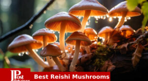 10 Best Selling Reishi Mushrooms for 2023