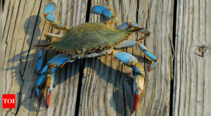 Blue crabs invade Italian waters; turn into delicacy – Times of India